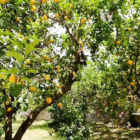 Appartement Lemon Grove, Capri *